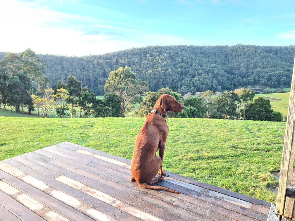 Frankie the dog looking at the landscape.